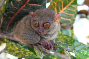 Philippine tarsier and wildlife sanctuary