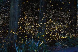 Firefly Watching Bohol