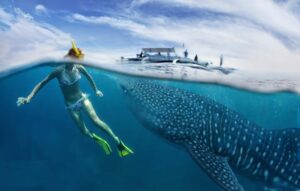 Swim with whale sharks in Lila Bohol